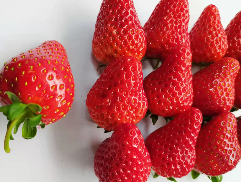 酵素農業科技體系建設之完成酵素草莓標準化種植方案并發表科技論文